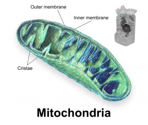 1205px-Blausen_0644_Mitochondria-via-wikimedia
