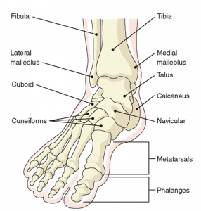 The foot is a very complex system of bones, muscles, ligaments and tendons, each moving in unison with the next. Affect even one joint, and you affect them all.