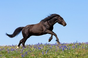 running-horse-nasal-breathing